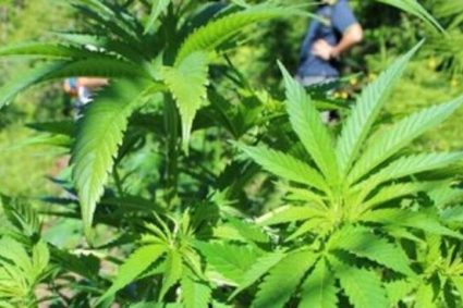 Caserta, scoperta piantagione di “cannabis indica”. Sequestrati 13 kg di inflorescenze già lavorate