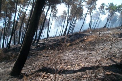 Dodici incendi boschivi in corso. Ventisette spenti ieri dalle squadre della Regione ￼￼￼￼￼