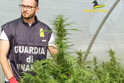 Mondragone, scoperta una piantagione di “cannabis”. Guardia di Finanza sequestra 66 kg di stupefacente