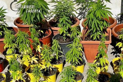 Castel Volturno, coltiva marijuana nel cortile di casa. Denunciato dai Carabinieri