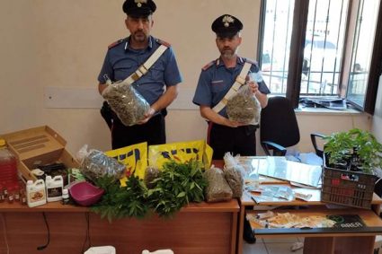 Caiazzo, piantagione di marijuana a conduzione familiare: padre e figlio arrestati dai Carabinieri