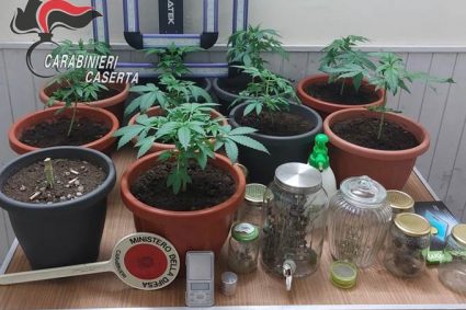 Macerata Campania, coltiva marijuana nella serra allestita in garage. Arrestato dai Carabinieri