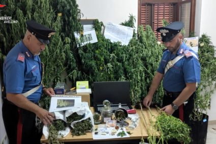 Ospedaletto d’Alpinolo. Carabinieri scoprono piantagione di marijuana: arrestato un 61enne